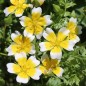 Preview: Spiegeleiblume (Samen)