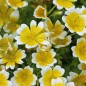 Preview: Spiegeleiblume (Samen)