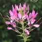 Preview: Spinnenblume Cherry Queen (Samen)