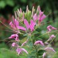 Preview: Spinnenblume Cherry Queen (Samen)