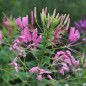 Preview: Spinnenblume Cherry Queen (Samen)