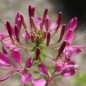 Preview: Spinnenblume Cherry Queen (Samen)