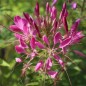 Preview: Spinnenblume Cherry Queen (Samen)