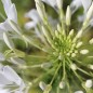 Preview: Spinnenblume White Queen (Samen)
