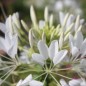 Preview: Spinnenblume White Queen (Samen)