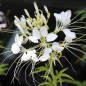 Preview: Spinnenblume White Queen (Samen)