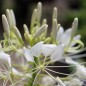 Preview: Spinnenblume White Queen (Samen)