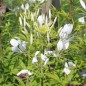 Preview: Spinnenblume White Queen (Samen)