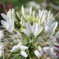 Preview: Spinnenblume White Queen (Samen)