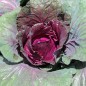 Preview: Spitzkohl Kalibos (Samen)