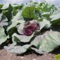 Preview: Spitzkohl Kalibos (Samen)