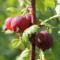 Preview: Stachelbeere Black Velvet (Pflanze)