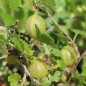 Preview: Stachelbeere Whitesmith (Pflanze)