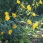Preview: Staudensonnenblume (Pflanze)