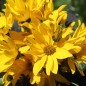 Preview: Staudensonnenblume (Pflanze)