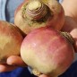 Preview: Steckrübe Gowrie (Samen)
