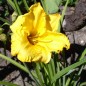Preview: Taglilie Stella d'Oro (Pflanze)
