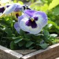 Preview: Stiefmütterchen Adonis (Samen)