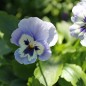 Preview: Stiefmütterchen Adonis (Samen)