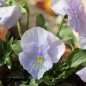 Preview: Stiefmütterchen Sky Blue (Samen)