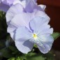 Preview: Stiefmütterchen Sky Blue (Samen)