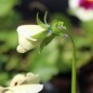 Preview: Stiefmütterchen White & Rose (Samen)