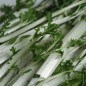 Preview: Stielmus Namenia (Samen)