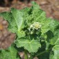 Preview: Stockrose Chater's Salmon-Pink (Samen)