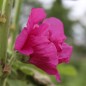 Preview: Stockrose Chater's Violett (Samen)