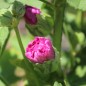 Preview: Stockrose Chater's Violett (Samen)