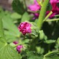 Preview: Stockrose Chater's Violett (Samen)