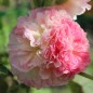 Preview: Stockrose Chater's Salmon-Pink (Samen)