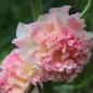 Preview: Stockrose Chater's Salmon-Pink (Samen)