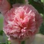 Preview: Stockrose Chater's Salmon-Pink (Samen)