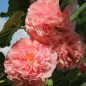 Preview: Stockrose Chater's Salmon-Pink (Samen)
