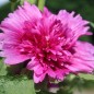 Preview: Stockrose (niedrig) Queeny Purple (Samen)