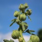 Preview: Stockrose (niedrig) Queeny Purple (Samen)