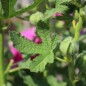 Preview: Stockrose (niedrig) Queeny Purple (Samen)