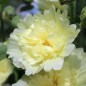 Preview: Stockrose (niedrig) Queeny Yellow (Samen)