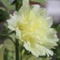 Preview: Stockrose (niedrig) Queeny Yellow (Samen)