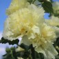 Preview: Stockrose (niedrig) Queeny Yellow (Samen)