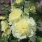 Preview: Stockrose (niedrig) Queeny Yellow (Samen)