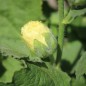 Preview: Stockrose (niedrig) Queeny Yellow (Samen)