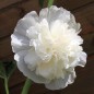 Preview: Stockrose Chater's White (Samen)