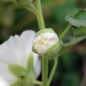 Preview: Stockrose Chater's White (Samen)