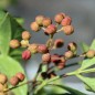 Preview: Szechuanpfeffer (Pflanze)