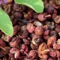 Preview: Szechuanpfeffer (Pflanze)