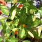 Preview: Chili Tabasco (Schärfe 8) (Samen)
