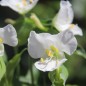 Preview: Tagblume White (Samen)