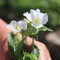 Preview: Tagblume White (Samen)